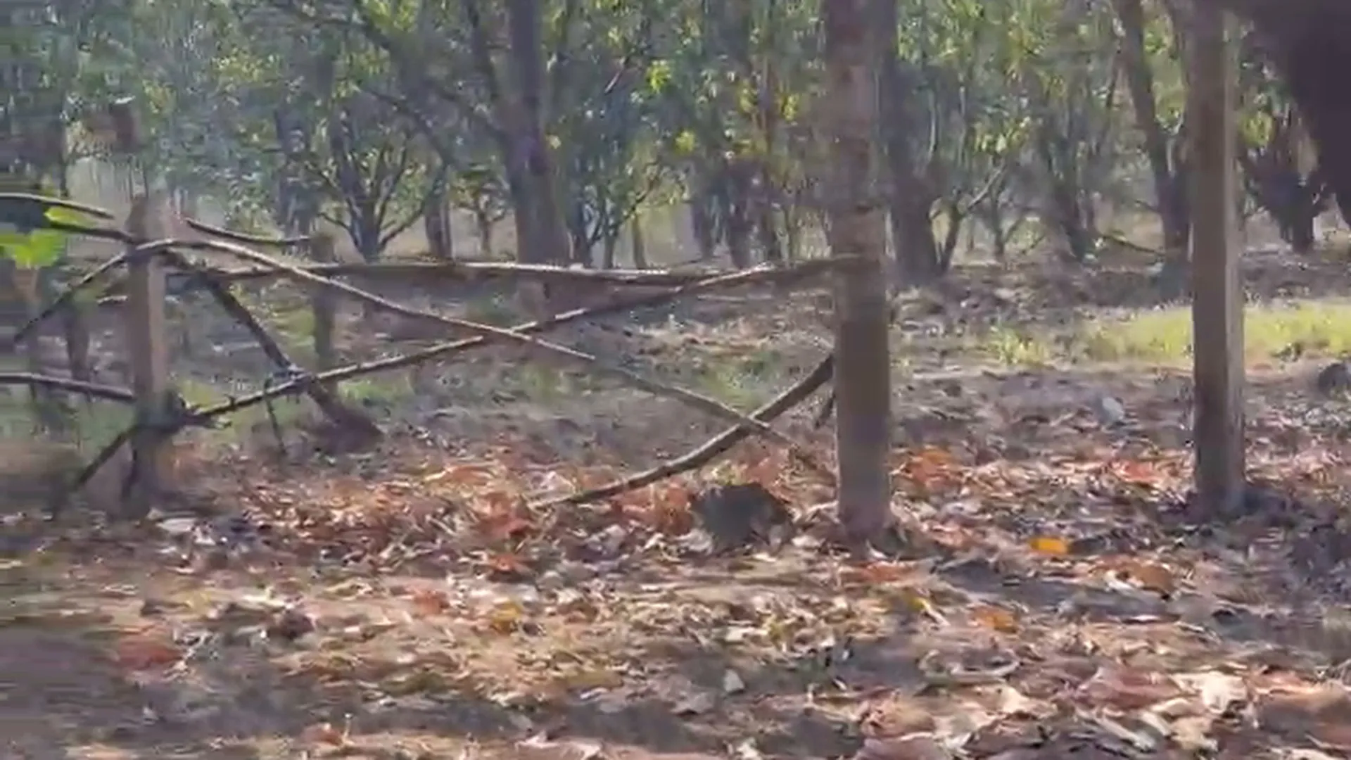 12 Acre Mango Farm
