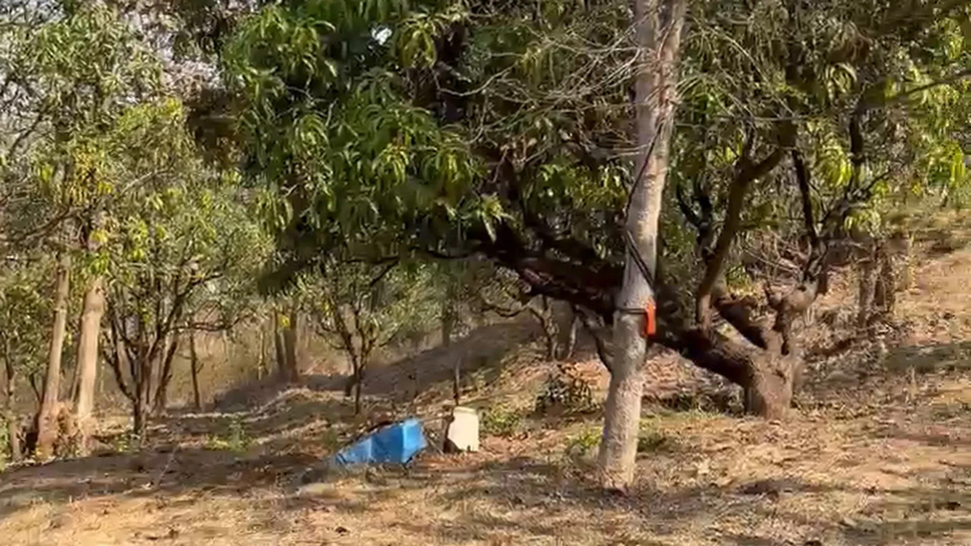12 Acre Mango Farm