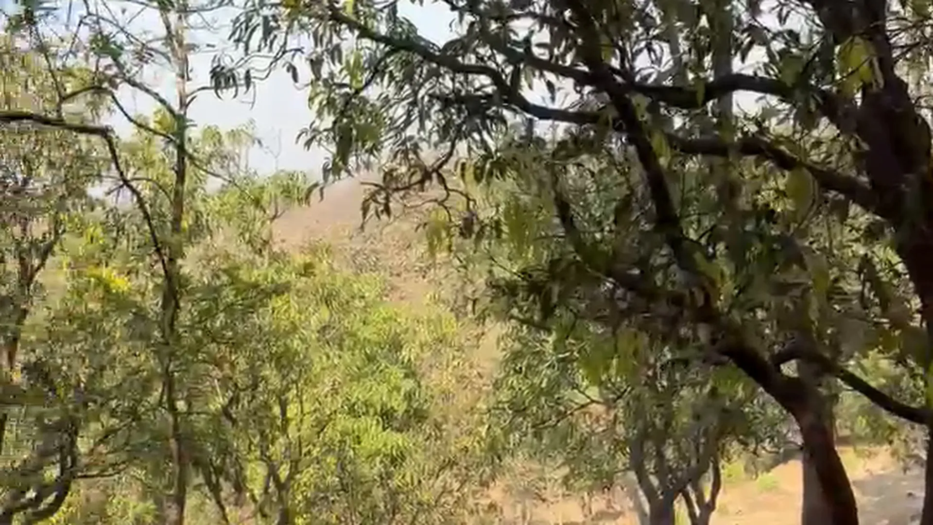 12 Acre Mango Farm