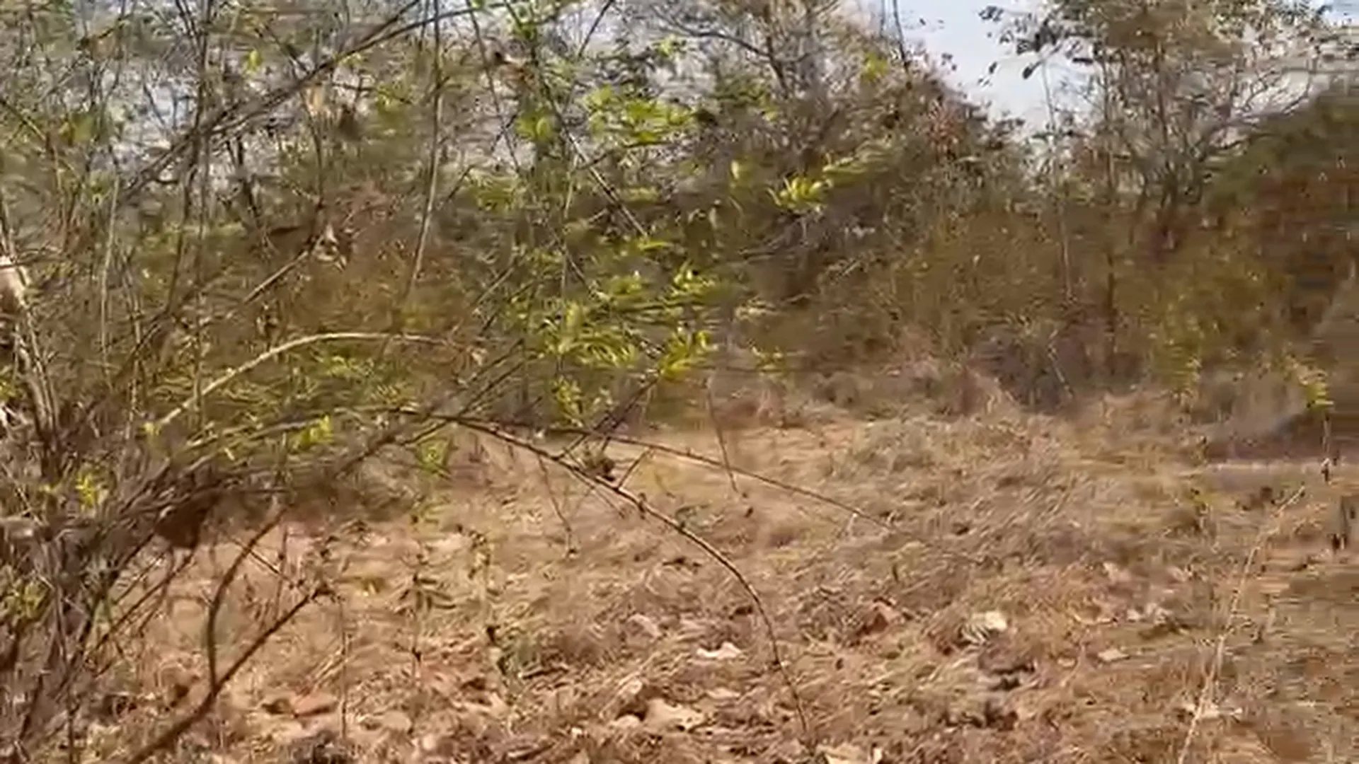 12 Acre Mango Farm