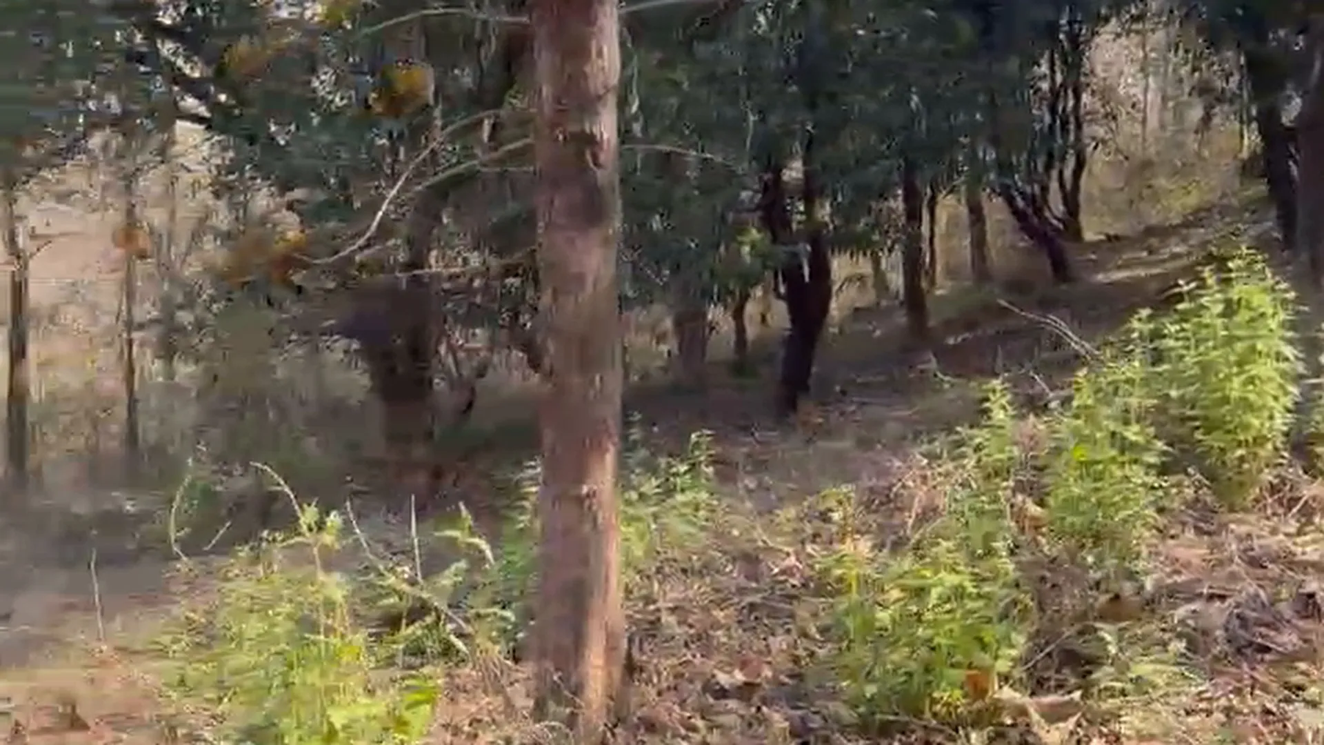 12 Acre Mango Farm