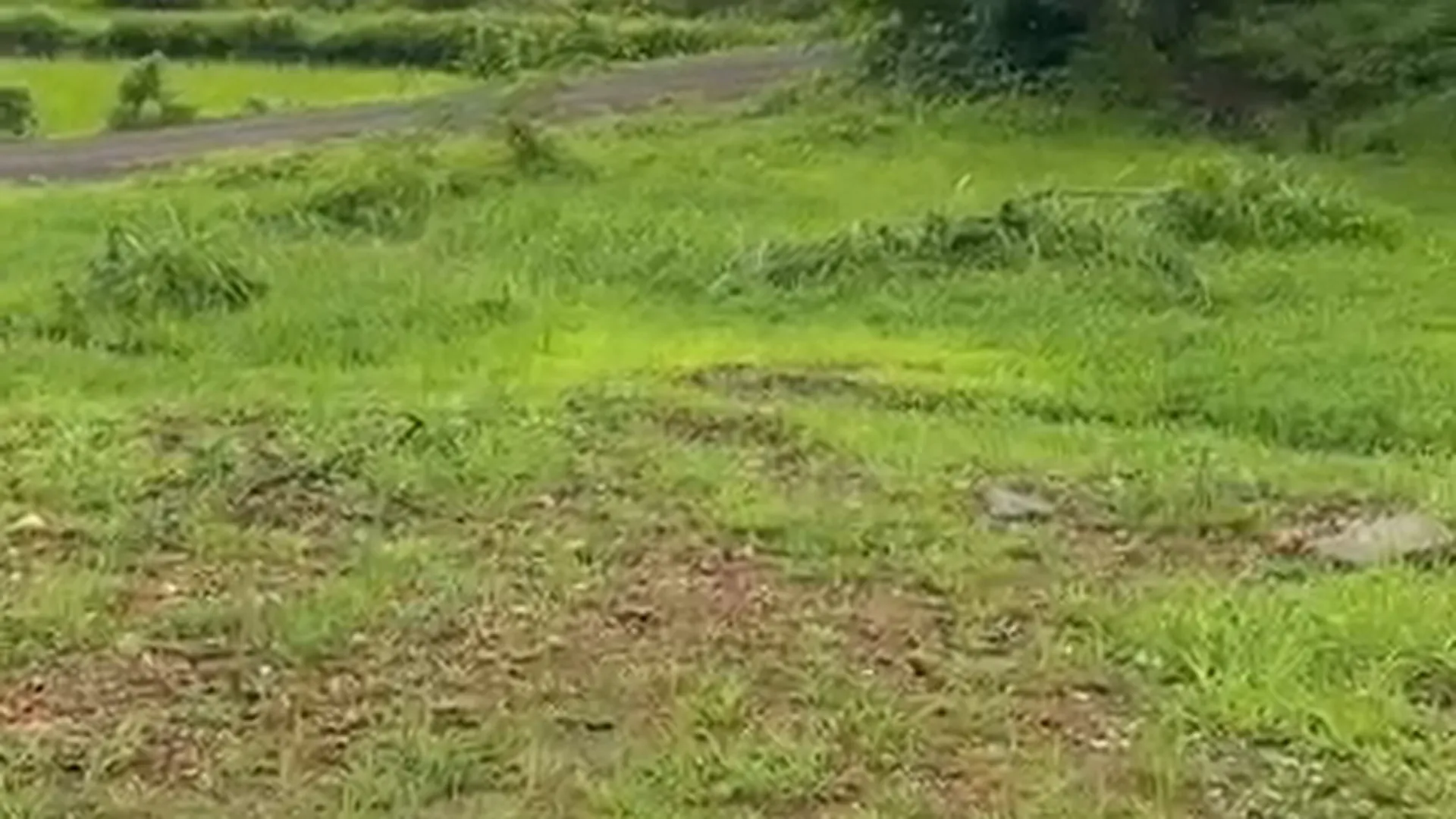 3 Acre Agricultural Land