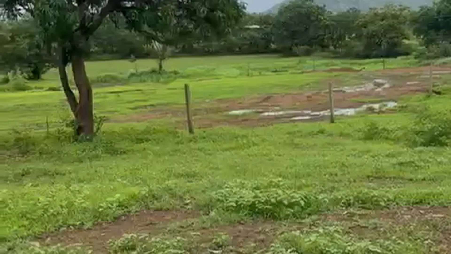 42 Guntha Agricultural Land