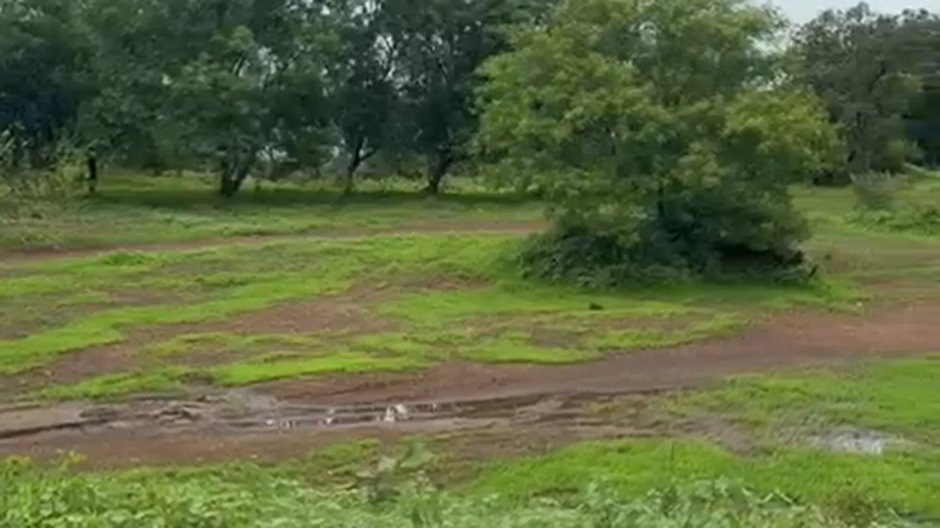 42 Guntha Agricultural Land