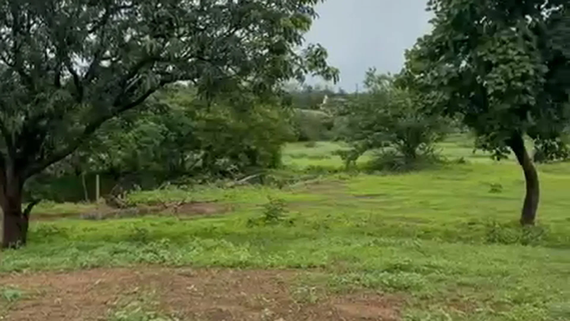 42 Guntha Agricultural Land